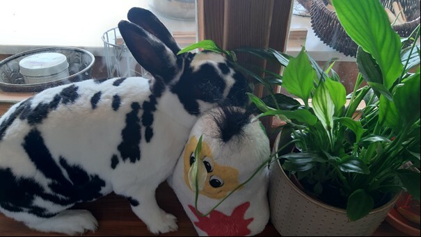 Kaninchen kuschelt mit Farbmonster zwischen Zimmerpflanzen