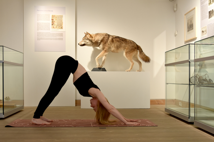 Yoga in der Ausstellung Tierische Gefährten